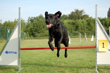 agility1