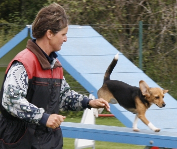 agility_flummi_steg