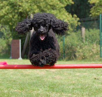 agility_pudel
