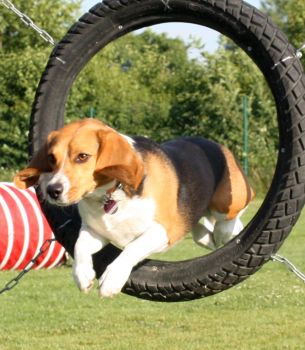 agility_reifen