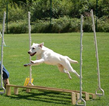 agility_stangen2