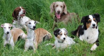 hundegruppe