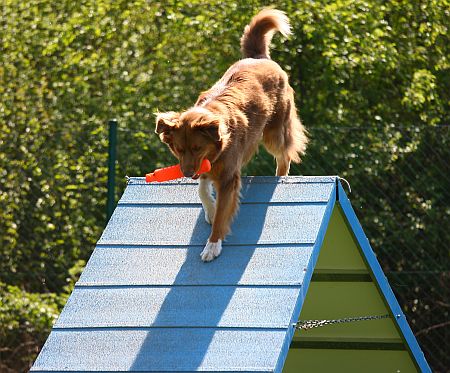 hundeschulemundt_sh_25-04-10_140