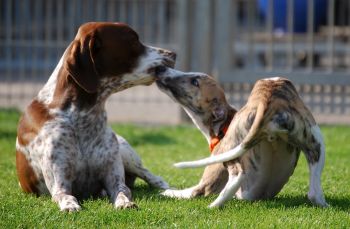 hundespiel
