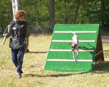 sporthundetraining